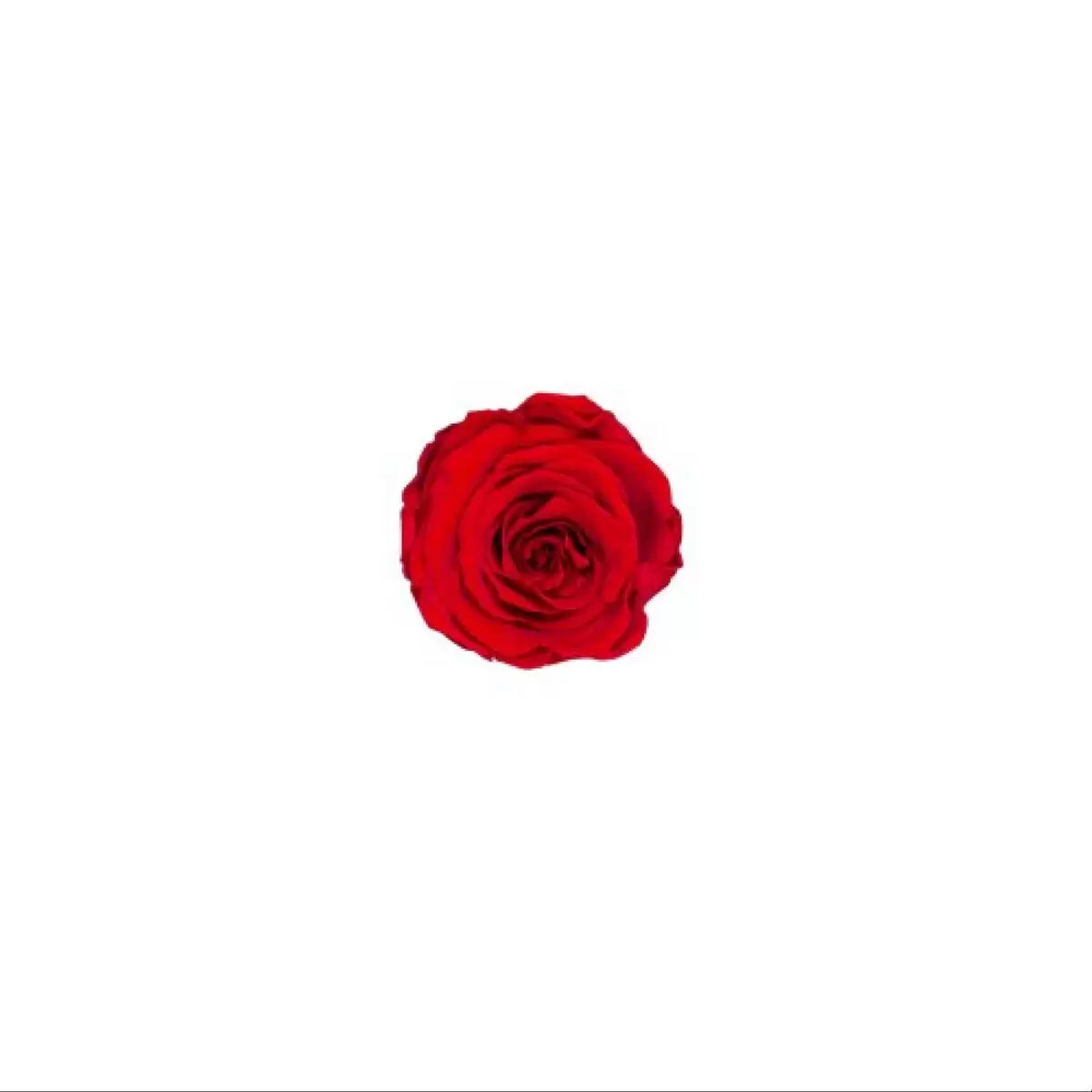 Rosa Stabilizzata Rossa in Box Personalizzato