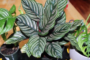 Quando fertilizzare la Calathea per una fioritura sana? Ecco cosa dice l'esperto